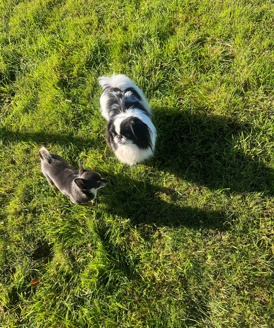 Bowdon Dog Park