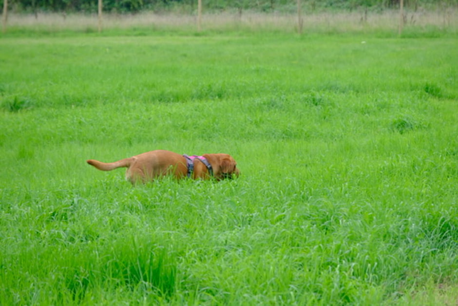 Bowdon Dog Park