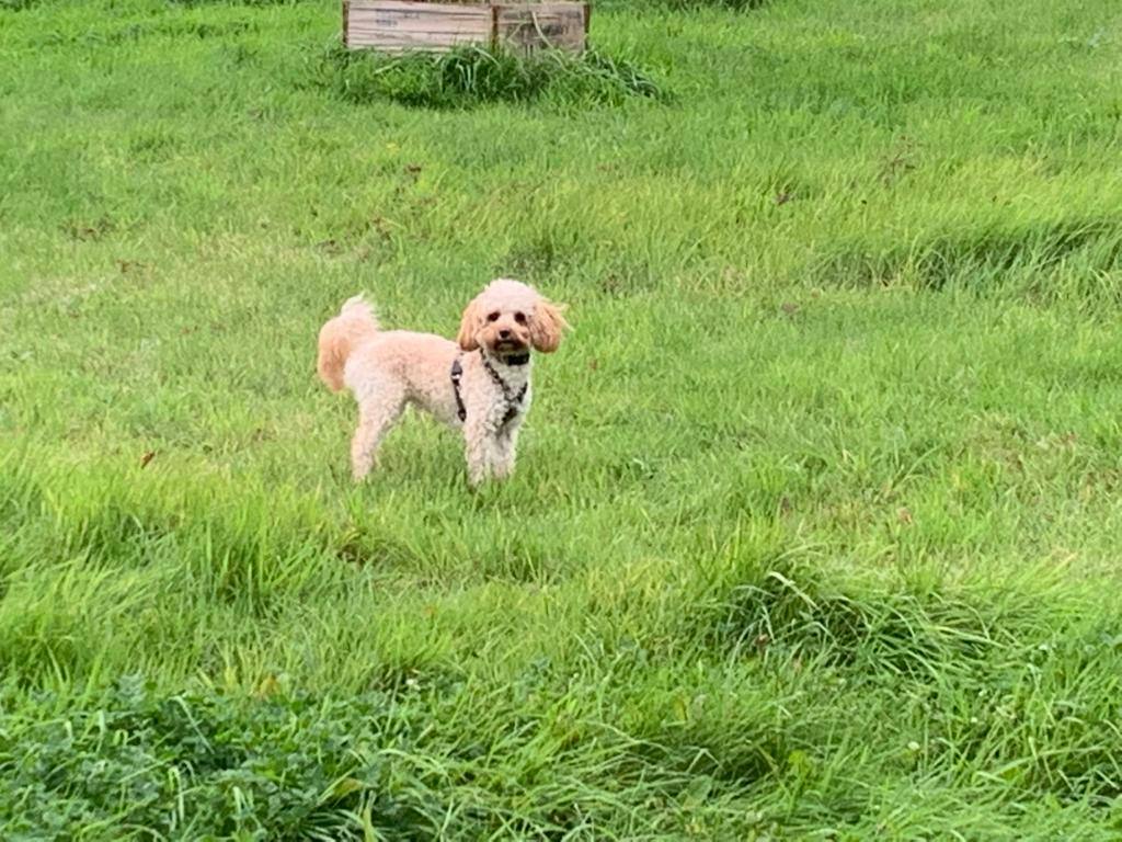 Bowdon Dog Park